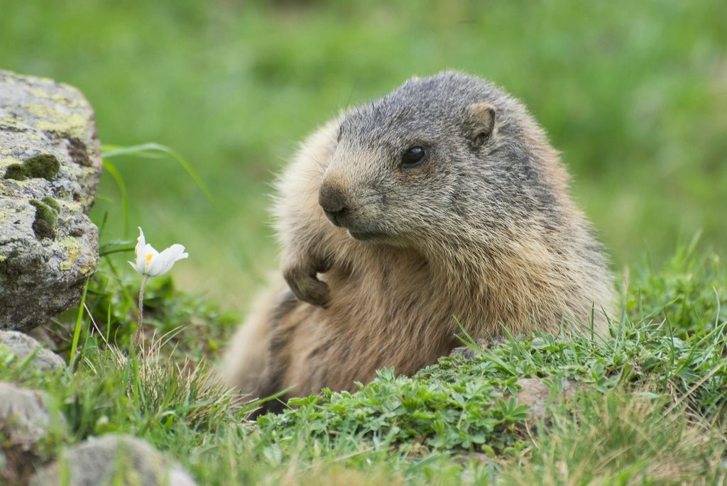 Activite marmottes